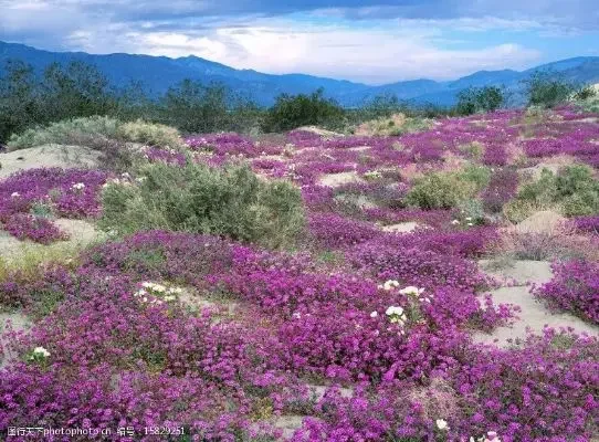 

1 Piece 450ml Hawaii Tiki Mugs Cocktail Cup Beer Beverage Mug Wine Mug Ceramic Ku.Ku.Kauioo Mugs Barware