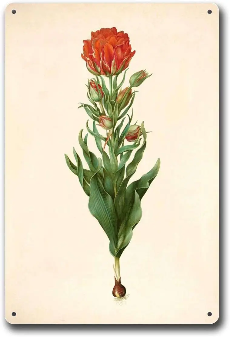 Metal Tin Signs Hans Simon Holtzbecker Tulips Cafe Office Shop Bar Wall Decoration 8x12inch Tin Sign