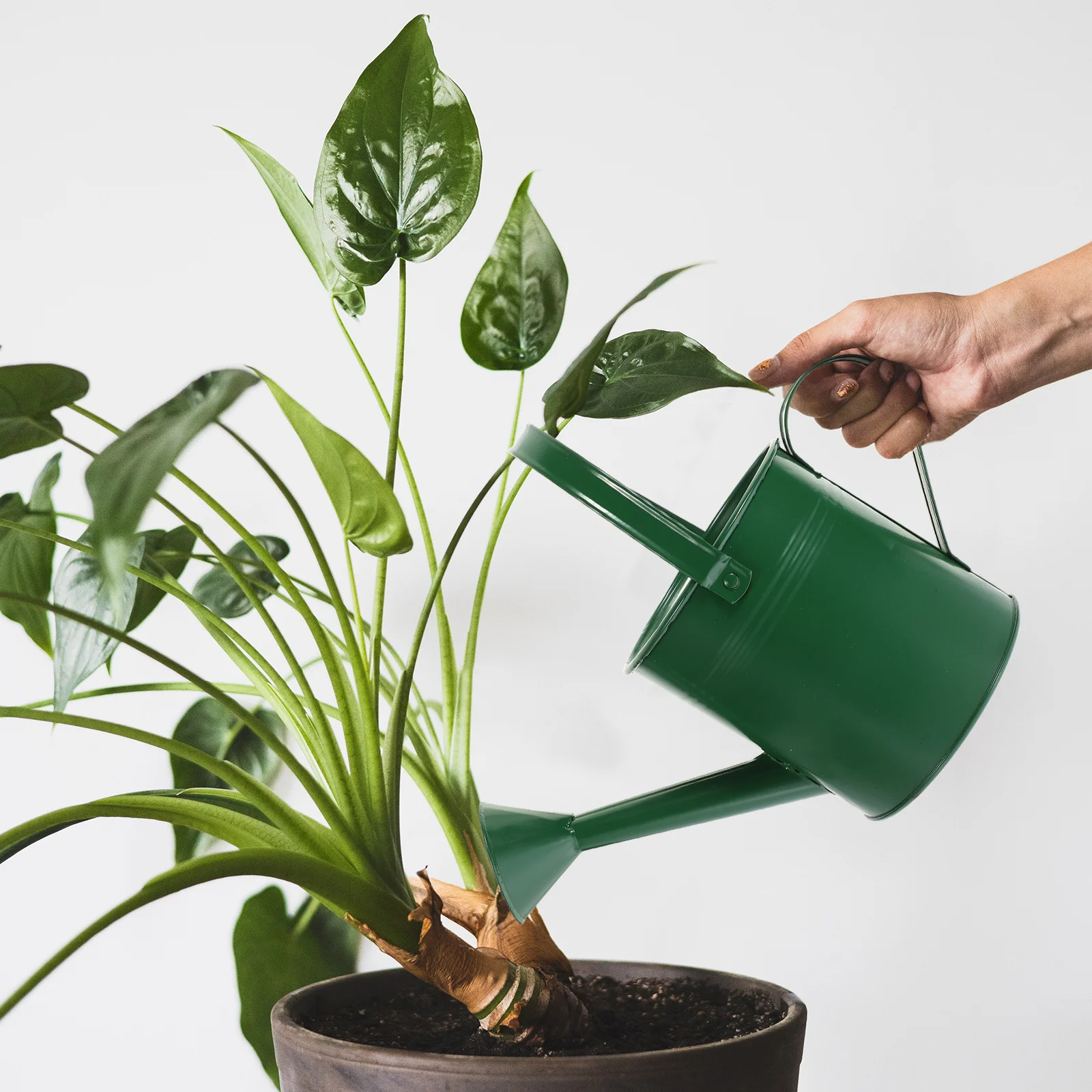 Regadera hervidor para herramienta de jardinería de flores hierro interior con mango flores maceta suculenta al aire libre