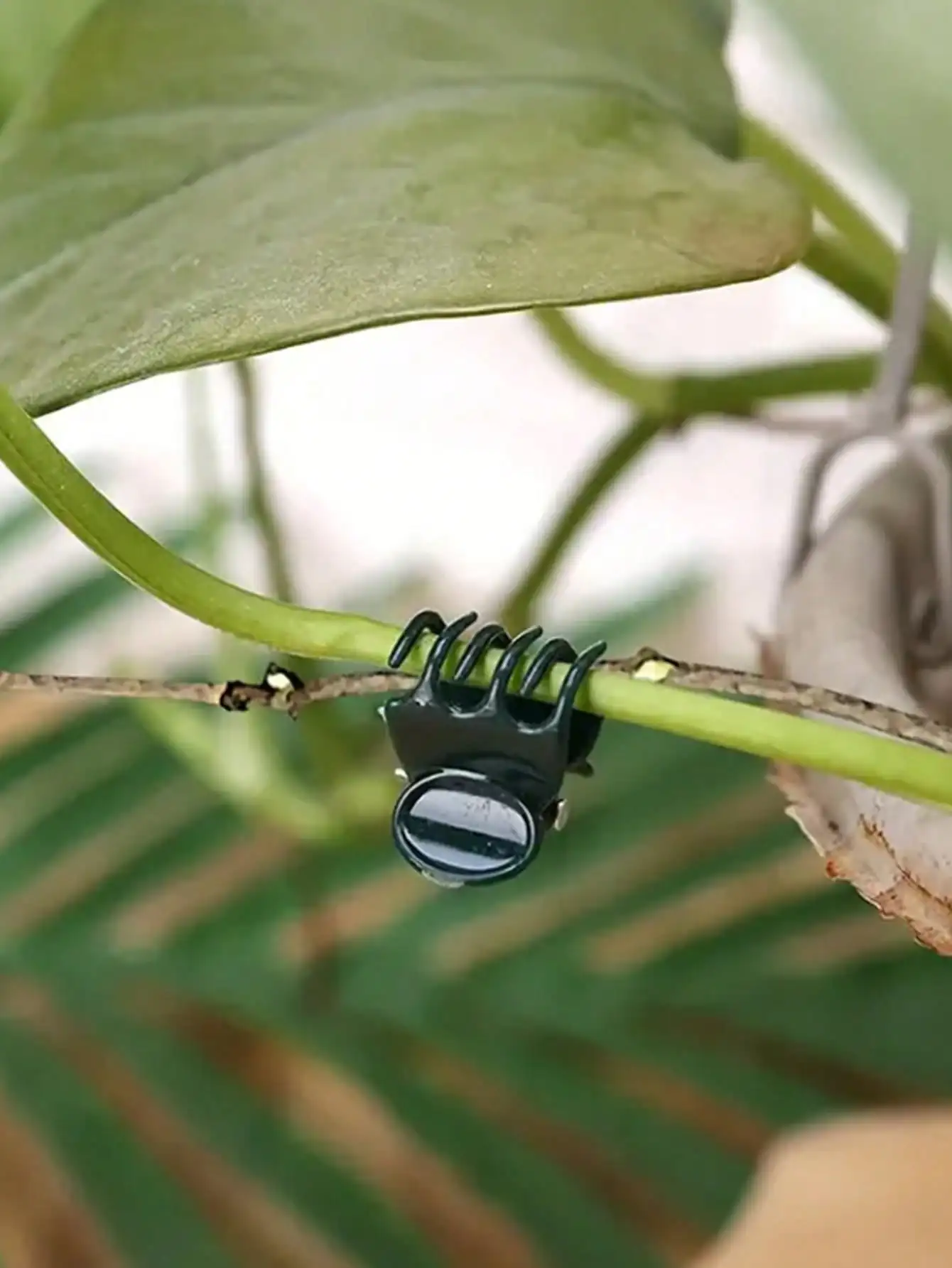 20 pinces pour orchidées, fixateur de branche sans couture, clip de maintien pour plantes grimpantes d'intérieur, crochet de fixation, pince papillon pour la croissance verticale des plantes (type radis vert)