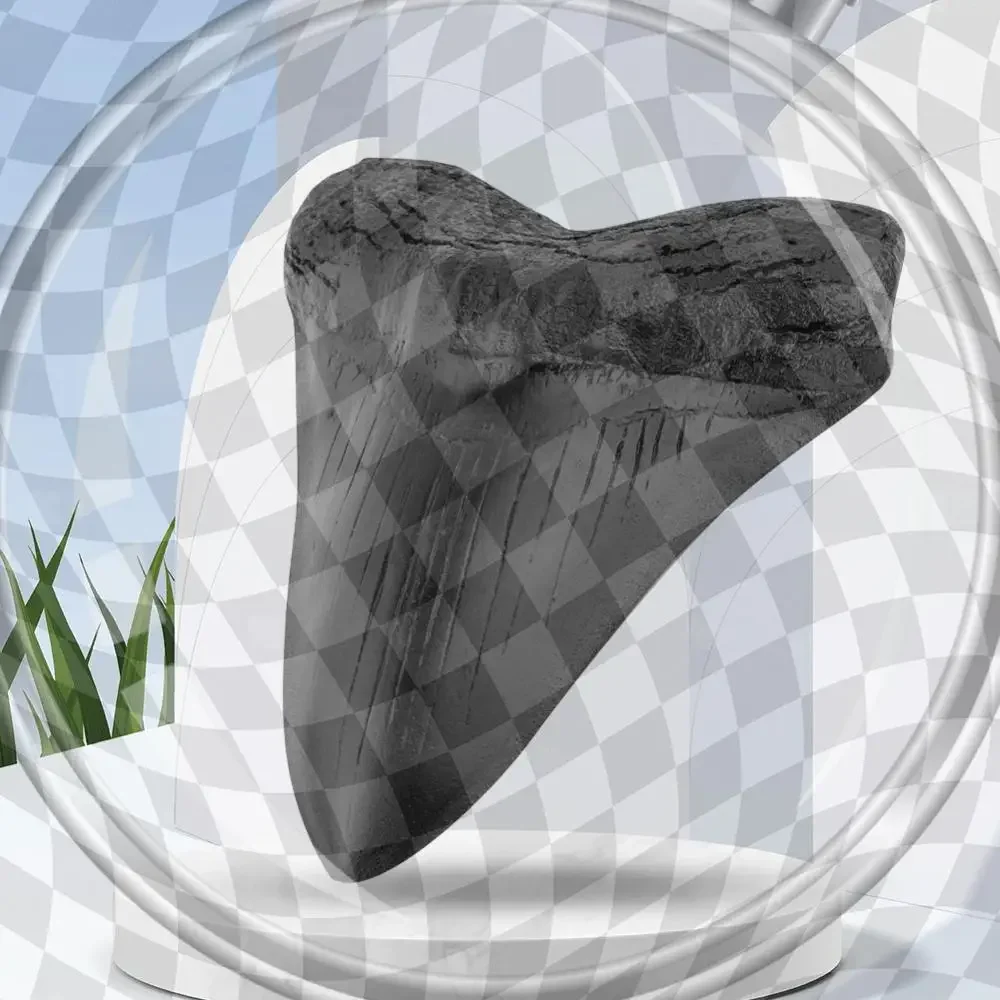 

Гигантский зуб мегалодона, морская бология, обучающий реквизит, 5-дюймовая модель зубов акулы, украшение дома, реплика зуба акулы для детей