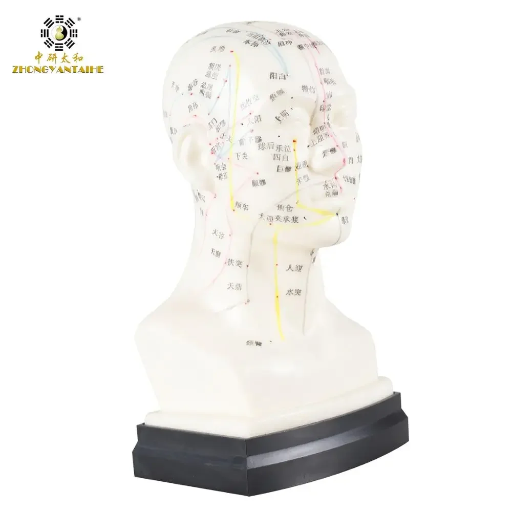 Chinese Acupuncture Model Head Acupuncture Point He Human Acupuncture Point Model Head Meridian