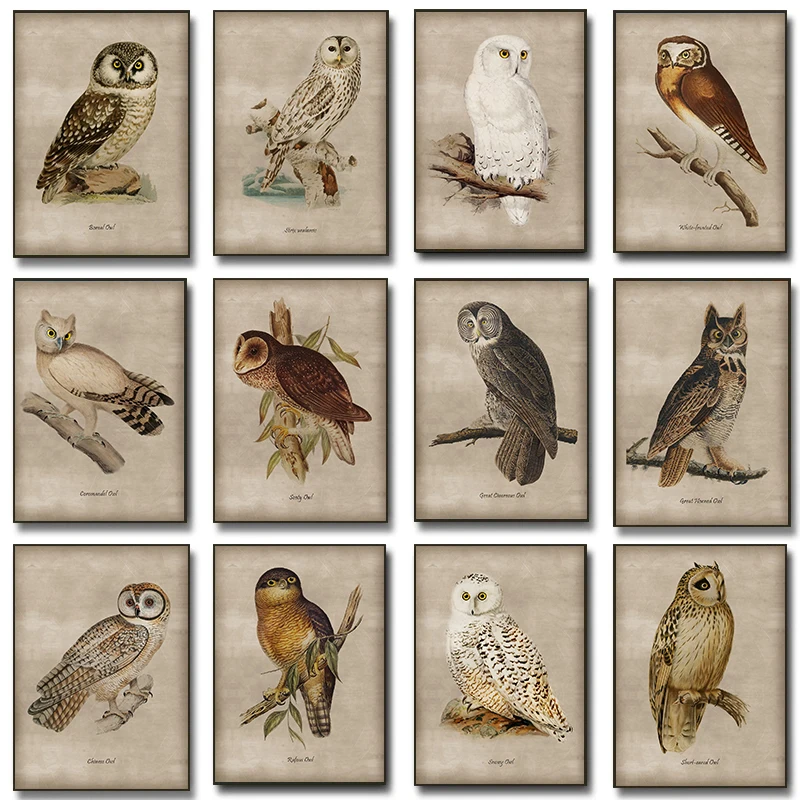 Vintage Types Of Owls Posters Woodland Animals Owl Art for Bird lovers Prints Canvas Painting Art Wall Pictures Home Room Decor