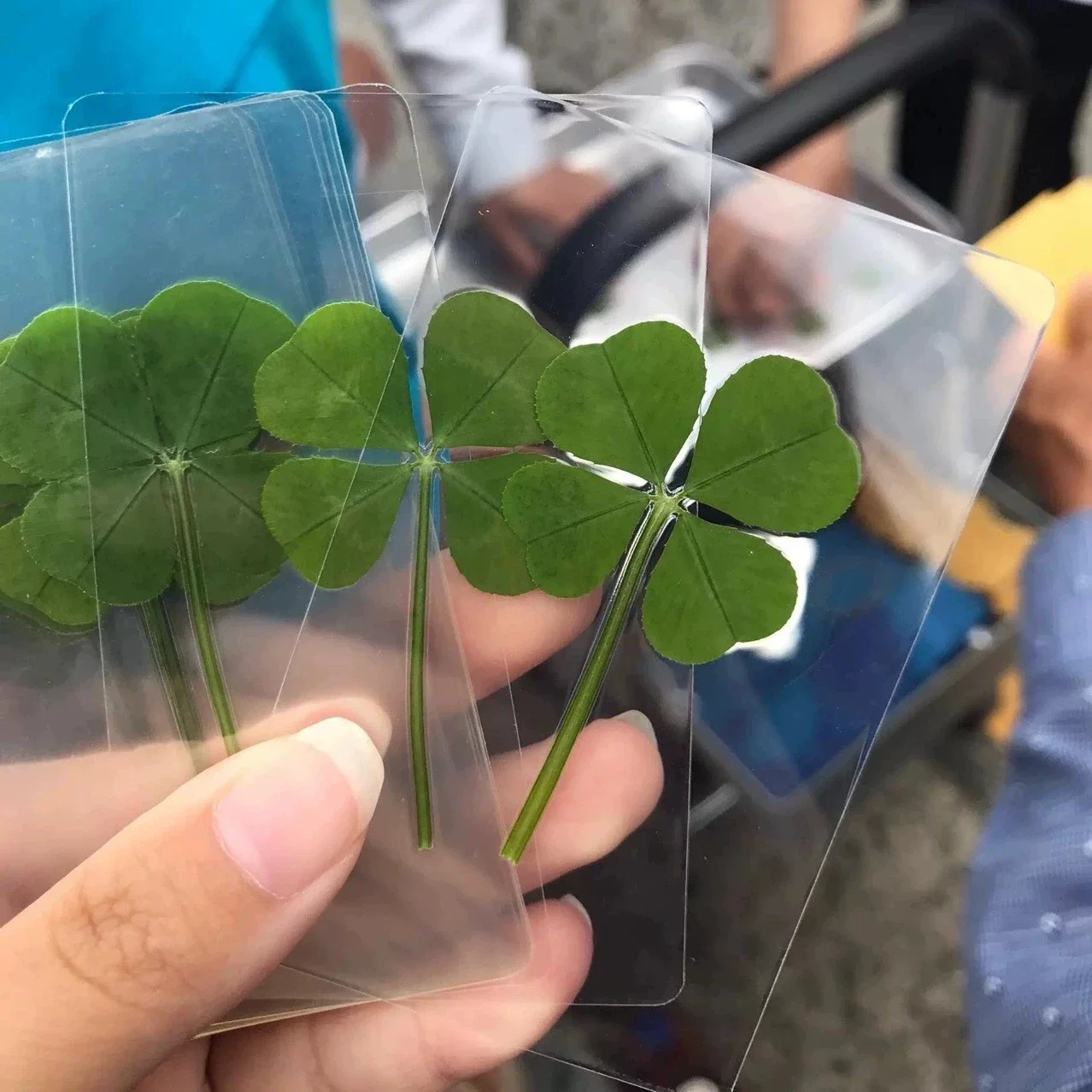 5/10Pcs Natural Lucky Four-Leaf Clover Transparent Postcards, Multi-use as Bookmarks, Art Decor, Holiday Gifts for Book Lovers