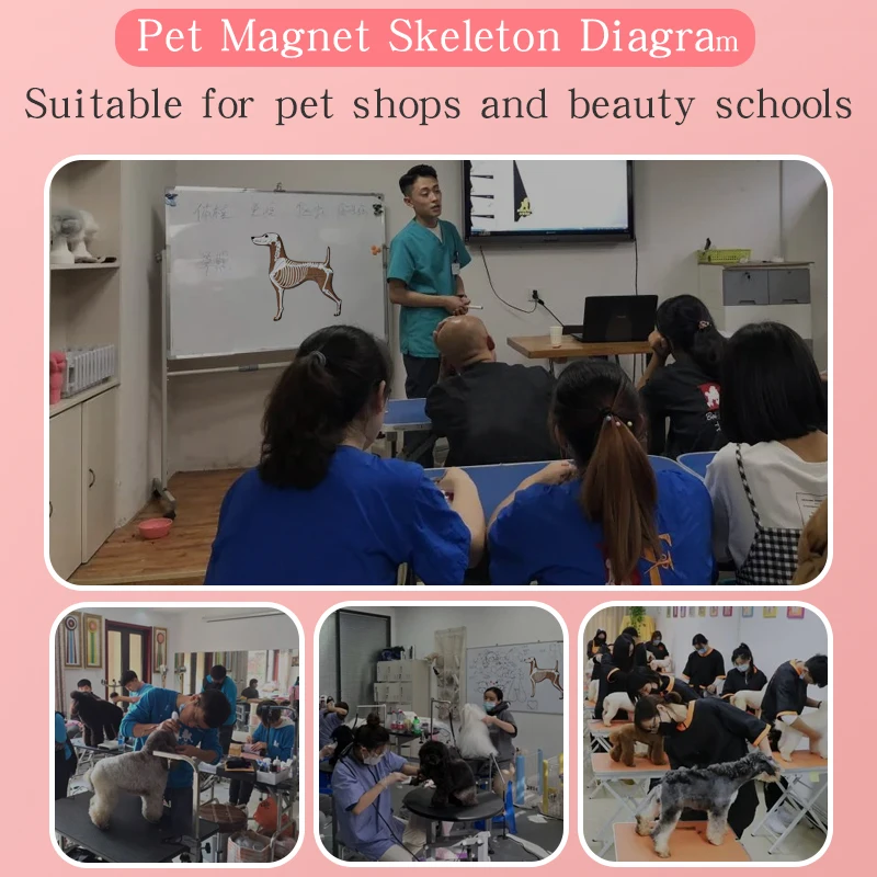 Pet Magnet Skeleton Picture Teaching Dog Magnetic Skeleton Wall Picture by Pet Beautician School