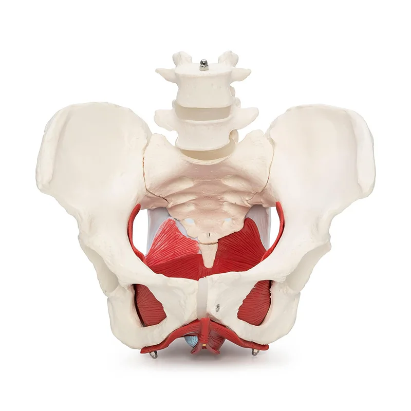 Human Female Pelvis Model Pelvic Floor Muscle Anatomy Skeleton Model Medical Science Teaching Tools