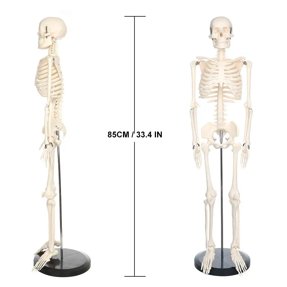 85cm Big Size Human Skeleton Model for Anatomy Mini Human Skeleton Model Removable Arms and Legs Scientific Study Painted