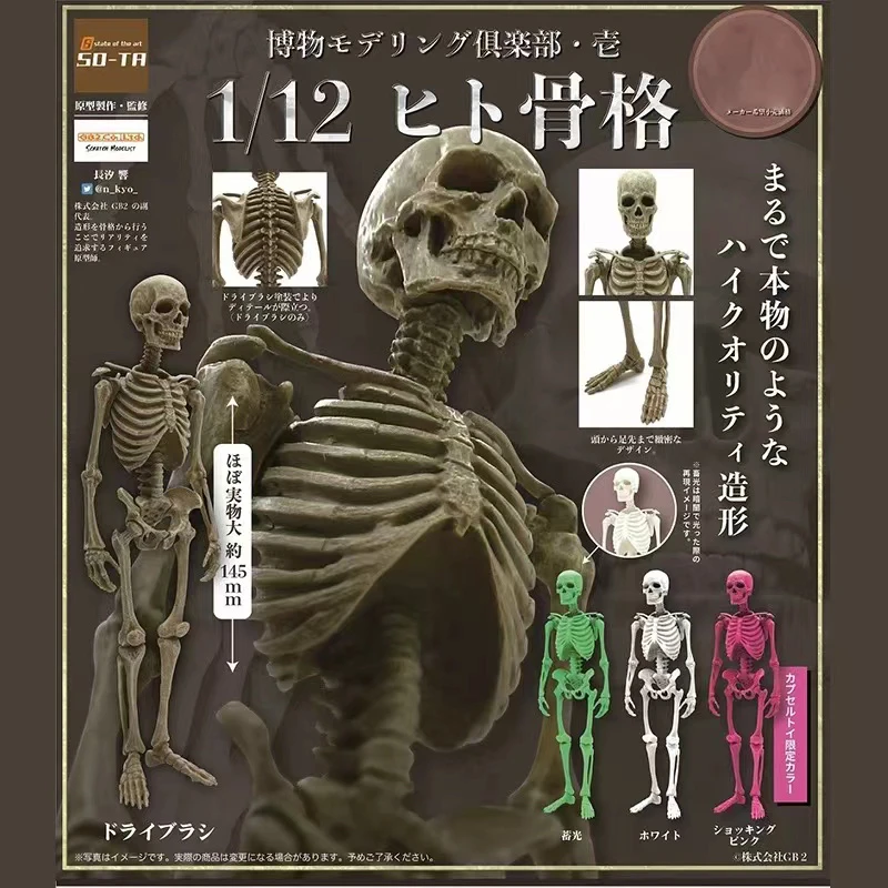 

Original 1/12 Gashapon Capsule Toys Action Figure Kawaii Halloween Museum Human Skeleton Man Miniature Models