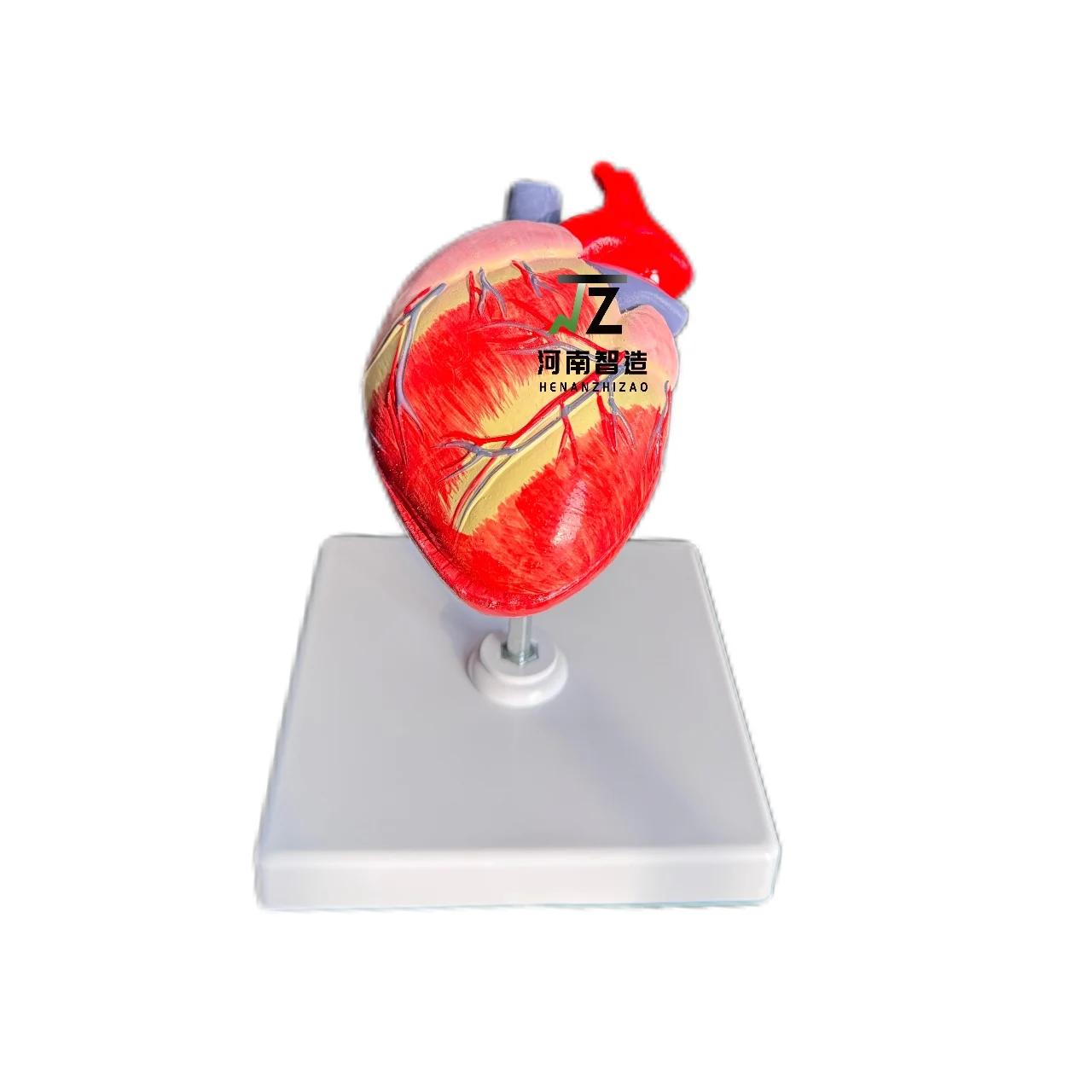 Medical Science Dog heart Model Animal Heart Anatomical model canine heart model