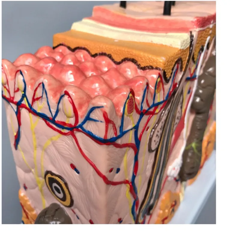 Modelo de ciencia médica, piel humana, columna vertebral, rodilla, Pie, Mano, anatomía, capas de piel, tejido capilar, estructura interna,