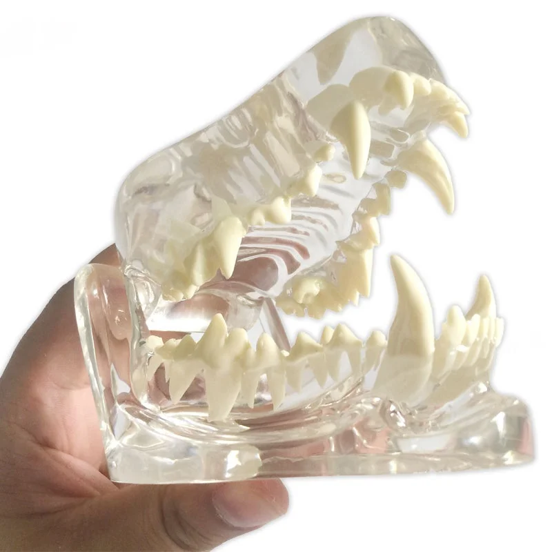 

High quality transparent dog tooth model