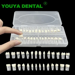 28pcs/set Dental Endodontic Model Full Mouth Tooth Pulp Cavity Study Model Root Canal Block Training Practice Demonstration Tool