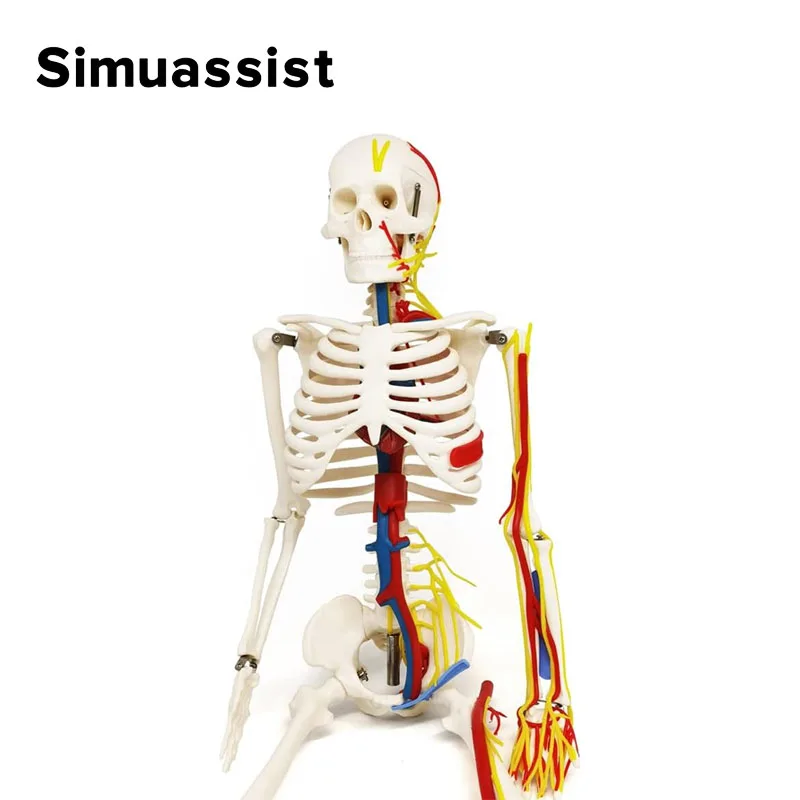 Anatomical Model 1/2 Life Size 85cm Human Skeleton Include Nerve Blood Vessels,Heart Medical Science Teaching Resource