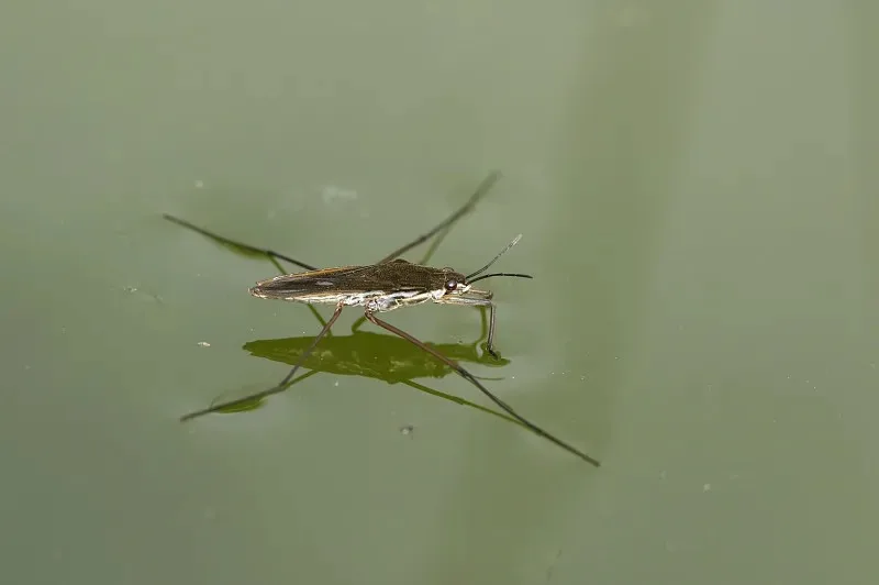 

Gearbox Gear for ZP1001 ZP1002 ZP1003 ZP1004 1/10 RC Car