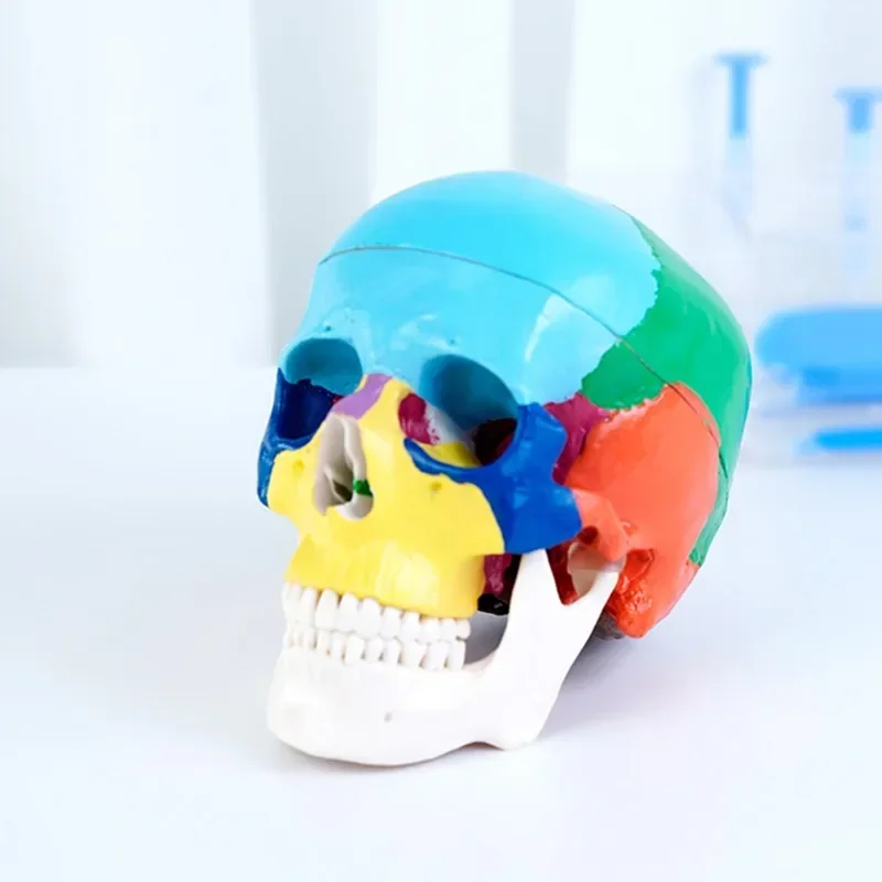 Crânio dental humano destacável para o uso do equipamento e do material da odontologia, modelo detalhado com anatomia colorida da anatomia para o adulto