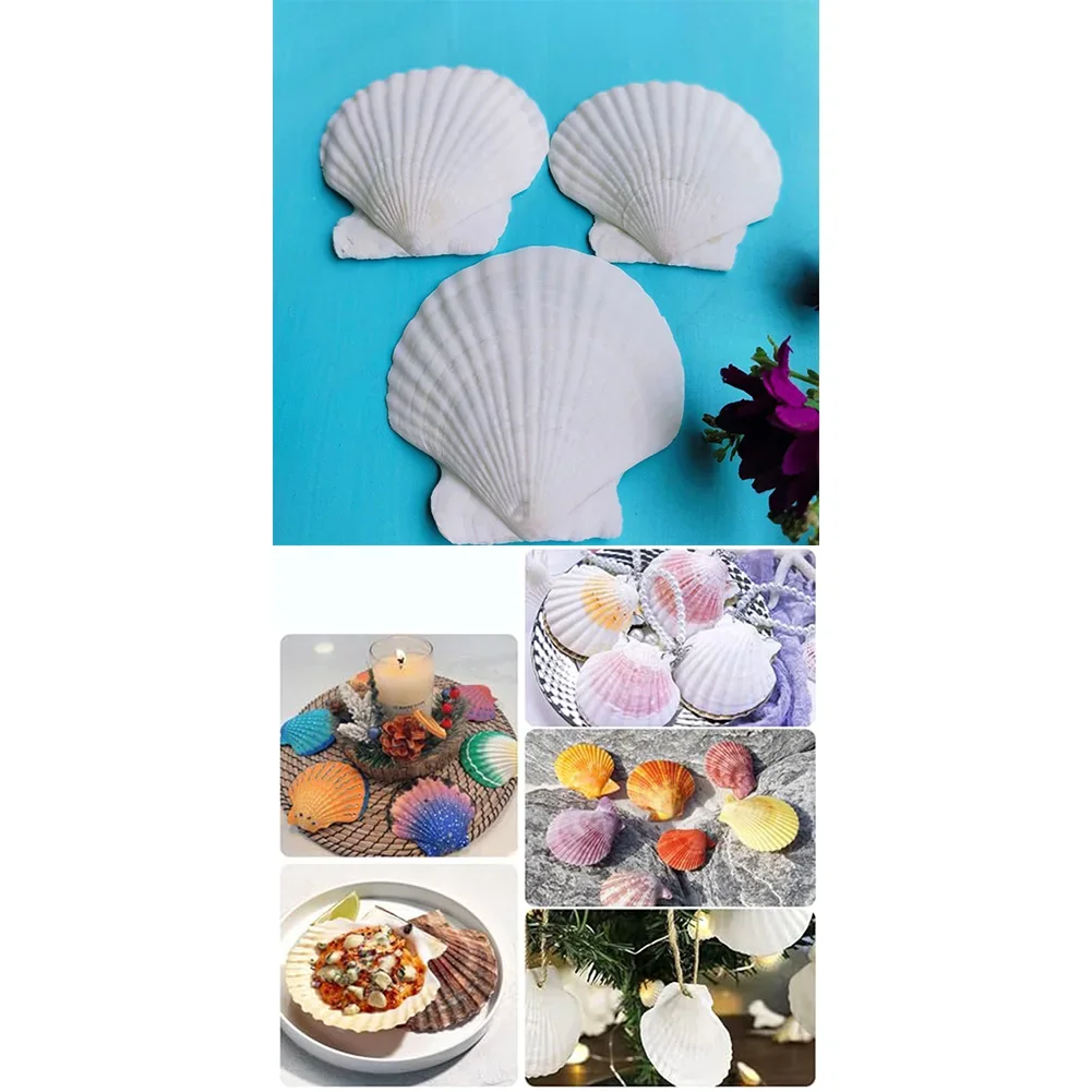 Natural White Scallop Shells 36PCS for DIY Crafts Beach Themed Decorations and Wedding Table Accents Authentic Shell Material