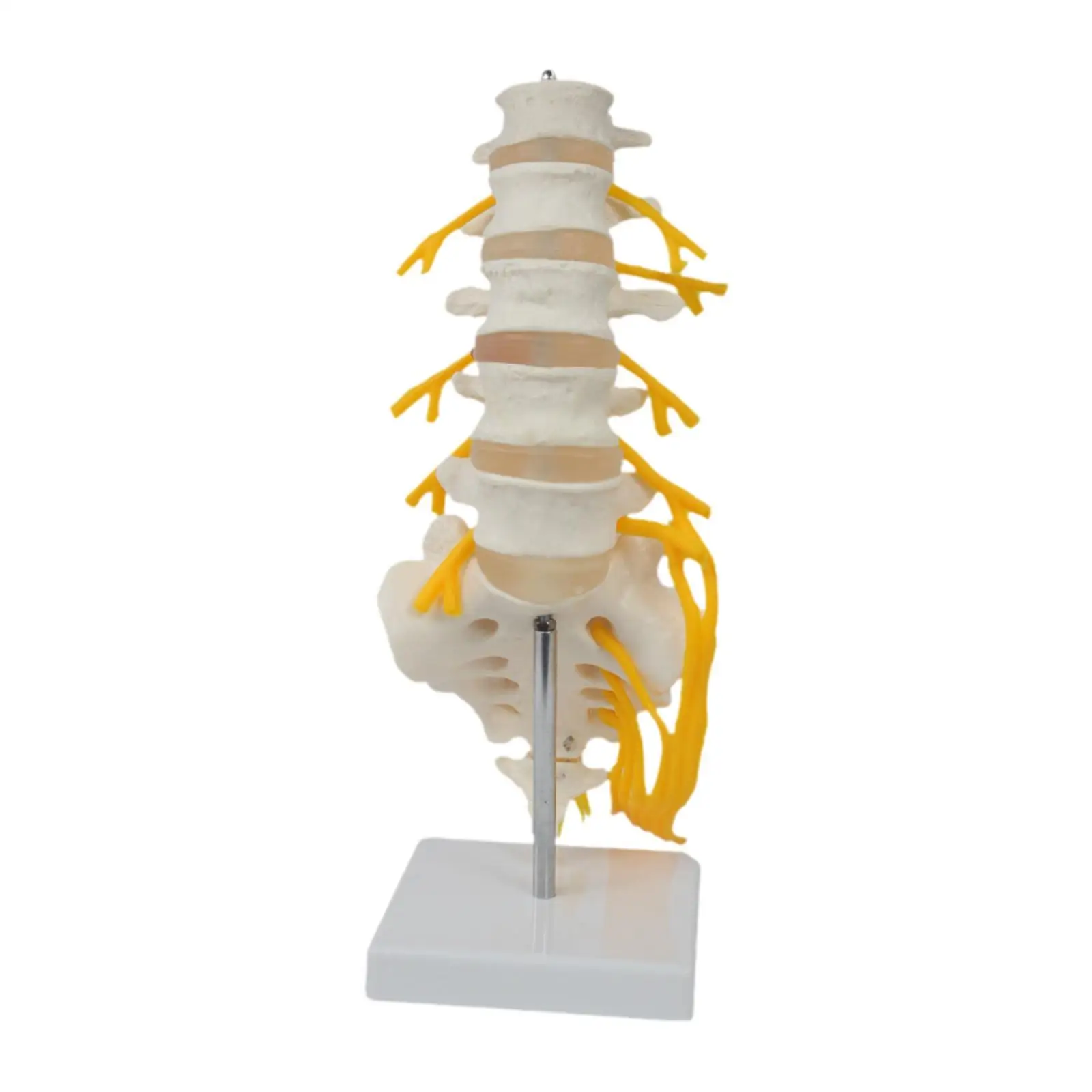 Spine Model Scientific Teaching Aid Detailed 31 cm Decoration Spine Display Stand for Lab Education Tool Science Study