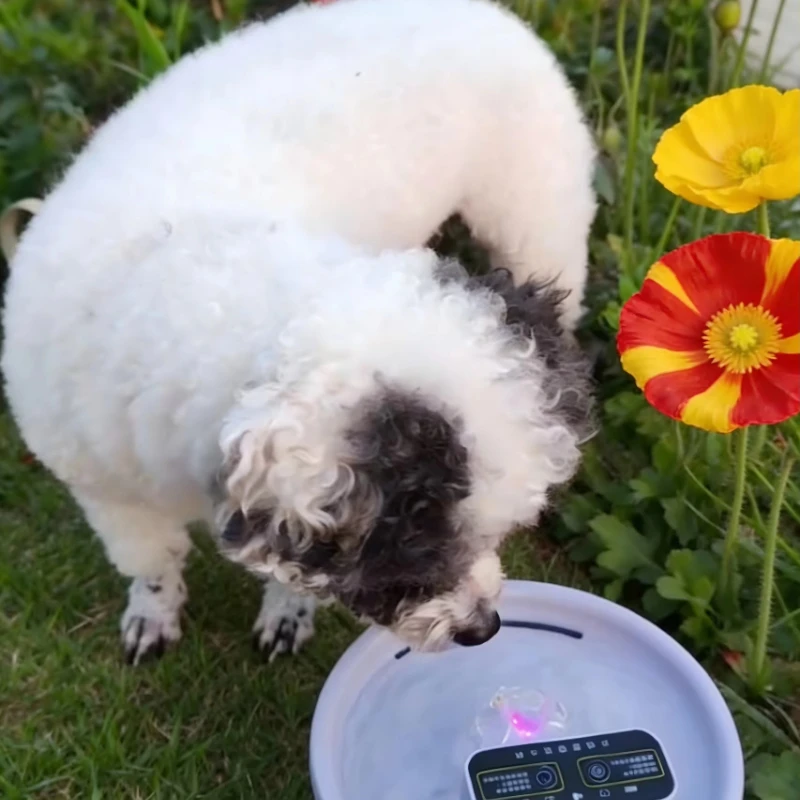 Automatic sensing pet water dispenser with filter function