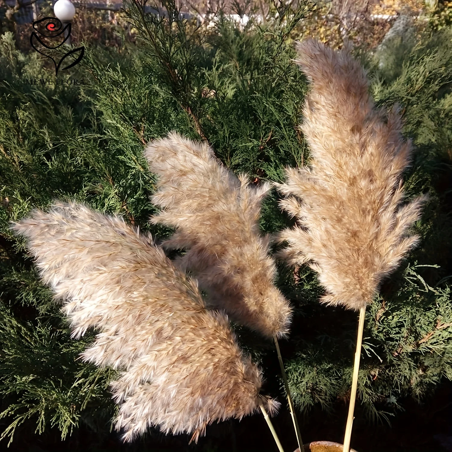 Natural Colour Preserved Flower Fluffy Pampas Crystal Grass Wheat Whisk for Wedding Boho Home Decor DIY Making Craft Accessories