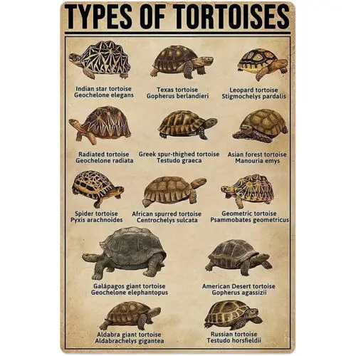 Affiche métallique « Types de tortues », panneau décoratif rétro en métal, décoration murale