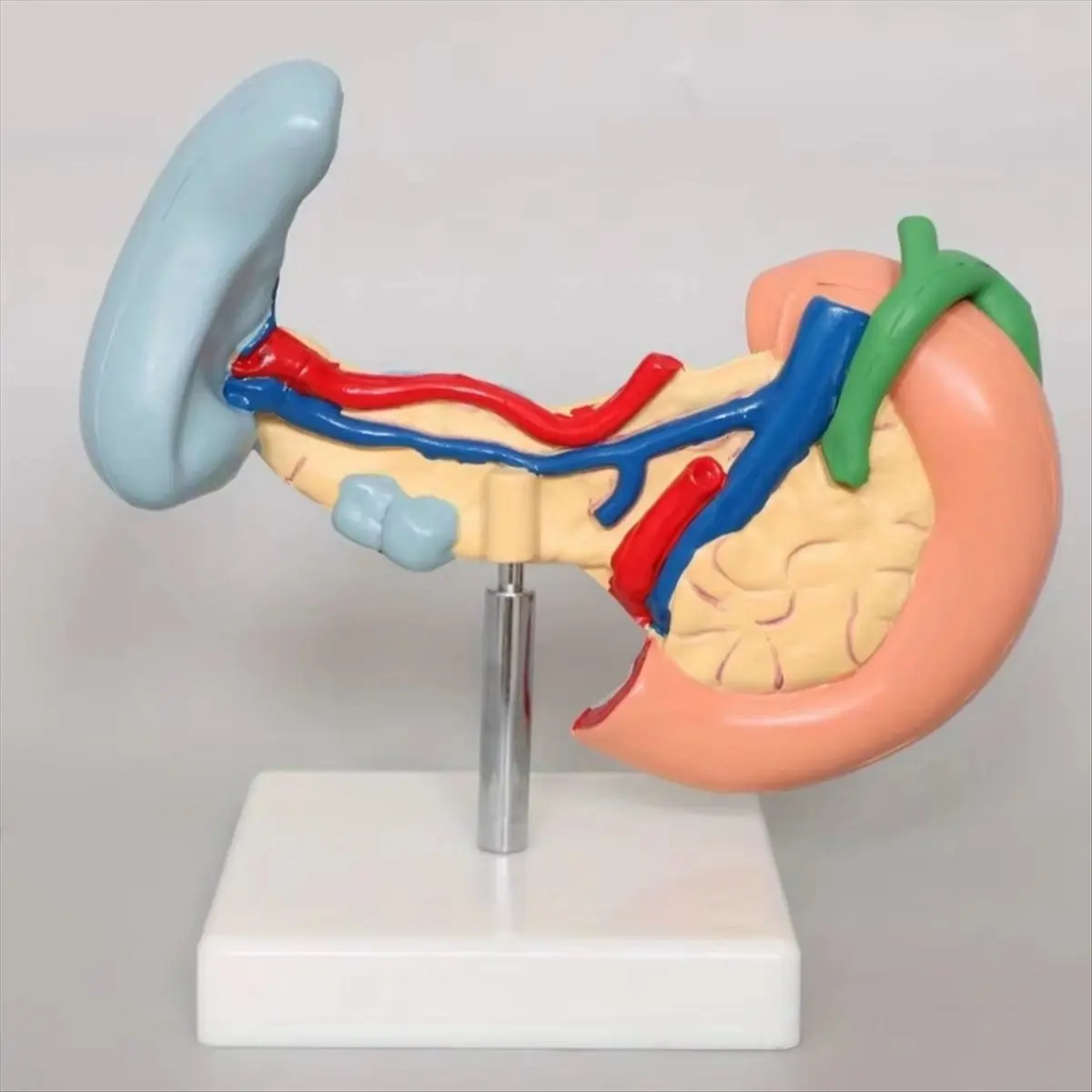 Best of 2026 New Medical Anatomy Life Size Anatomical Pancreas Model Human Pancreas Model Duodenum Spleen Pathological Learning