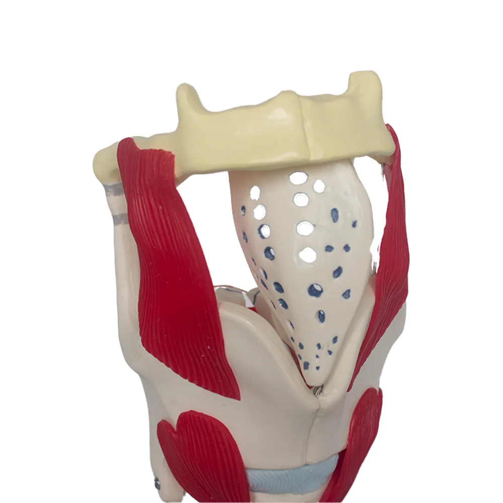 Anatomical vocal cord cartilage model Human larynx model