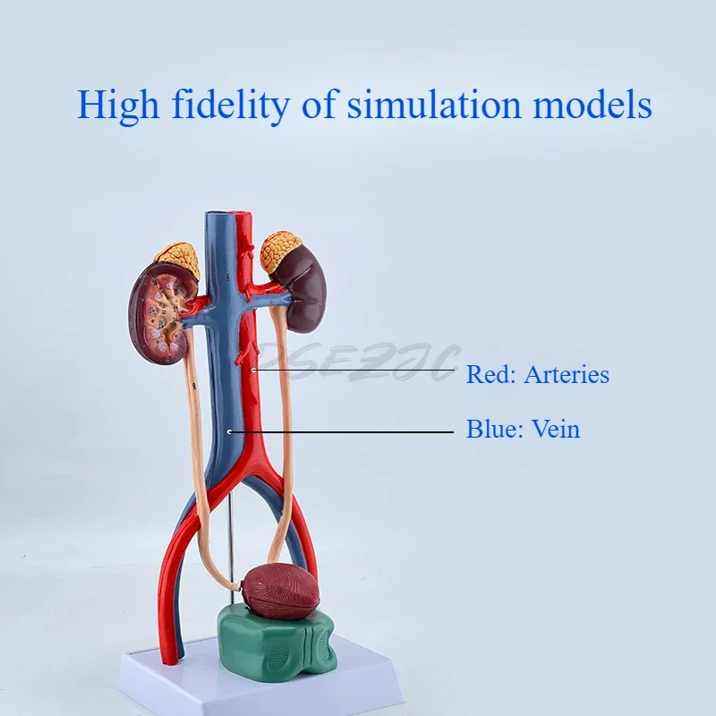 Driedimensionale leermiddelen voor anatomie van nier Ureter Blaas Urethra in menselijk urinewegen Model