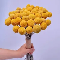 Natural Craspedia Dried Flowers Yellow Billy Buttons Balls Bouquet,Real Dry Plant Arrangements Decorate for Home Craftsdried
