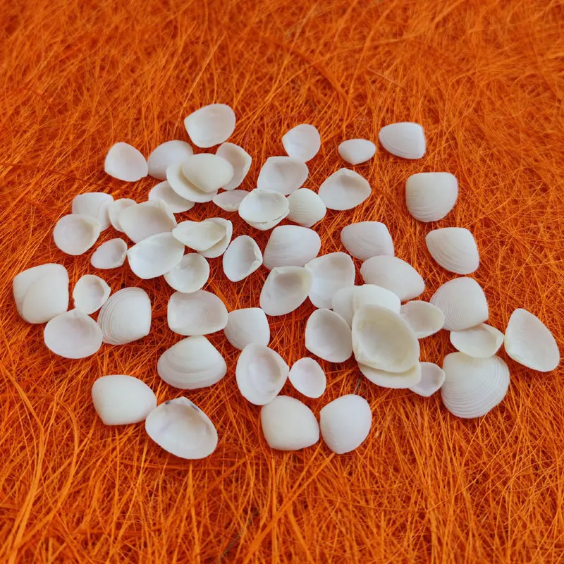 Conchas naturales de Pecten maximus y Tellina - Vieiras blancas y almejas rosas, arte de pegatinas DIY para jardín de infantes, decoración para el fondo de acuarios