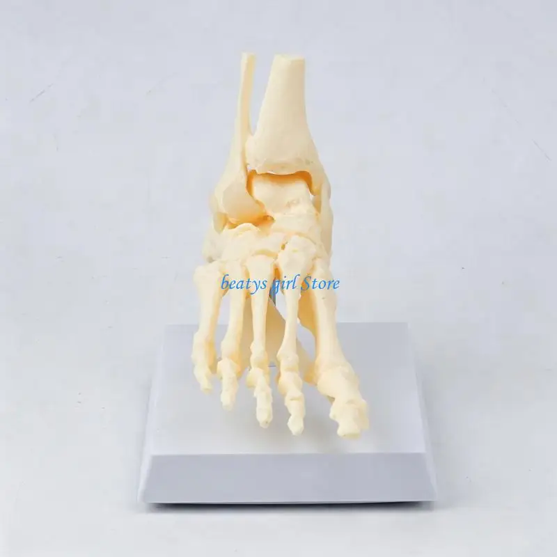 C7AB Foot Skeleton Anatomy Model Teaching Tool for Lab Reference and Classroom Use