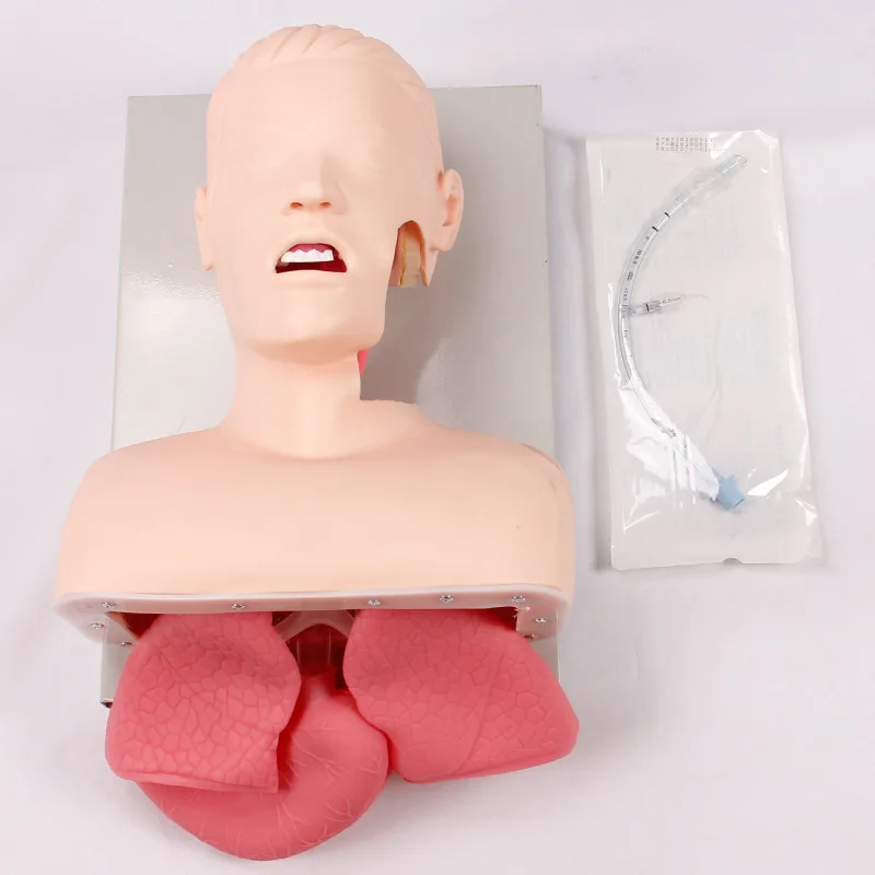 

Advanced Human Tracheal Intubation Training Model，Human Intubation Skill Training ModelEndotracheal Intubation Model