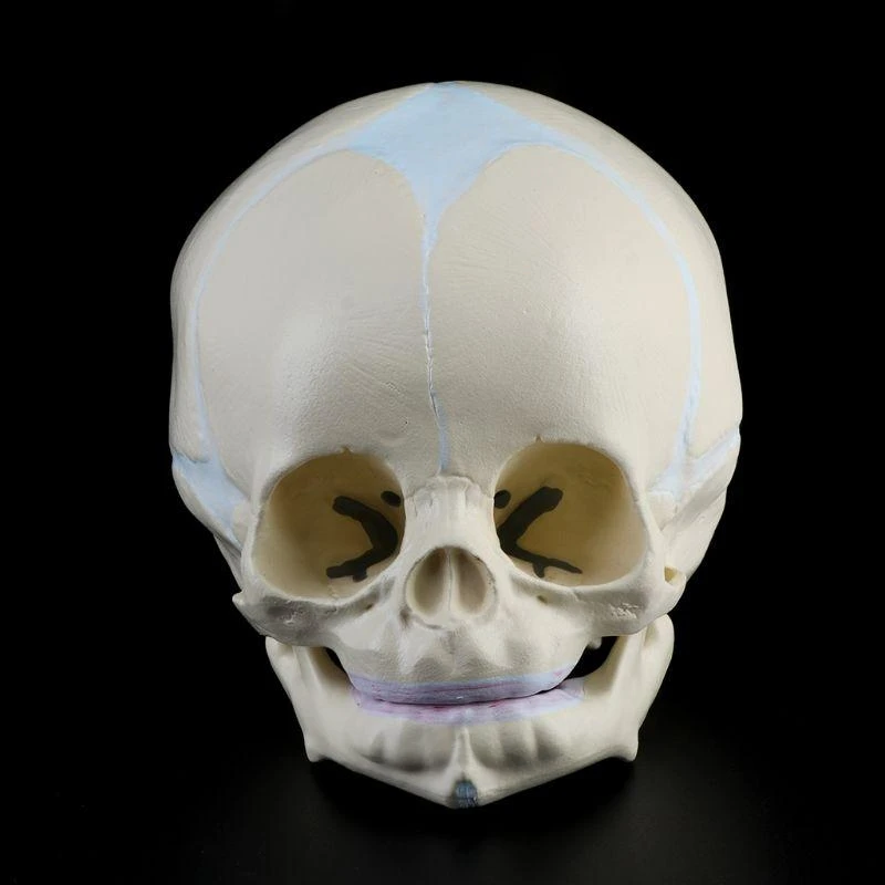 W89C Baby Head Anatomy Model Life Size Baby Head Skeleton Model for Diseases Study
