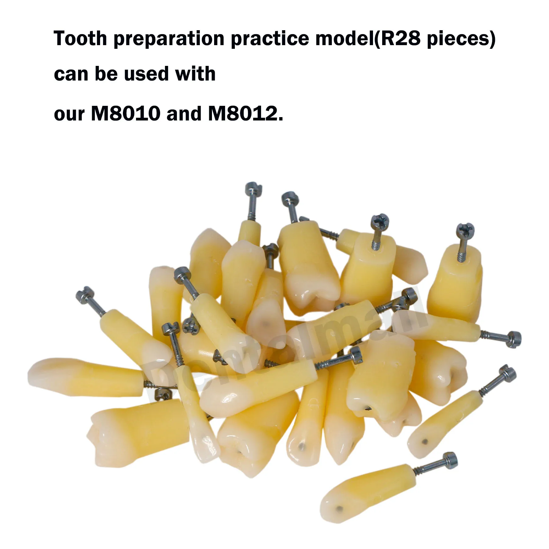 Dental Tooth Model Preparation Practice 28 Pieces Can Be with M8010 and M8012