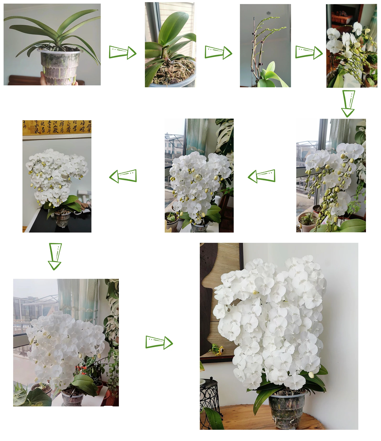 Meshpot klare Plastik Orchideen töpfe mit Löchern und Untertassen zum Umtopfen kleiner Orchideen Pflanzer Wurzel kontrolle Orchidee transparenten Topf – Detail 12