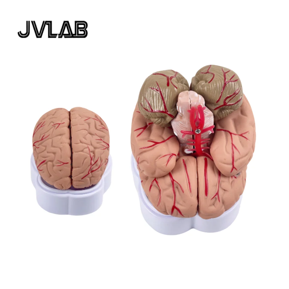 

Life-Size 8-Part Magnetic Brain Model-Color-Coded Neurovascular Assembly Neuroscience Training Surgical Planning JVLAB