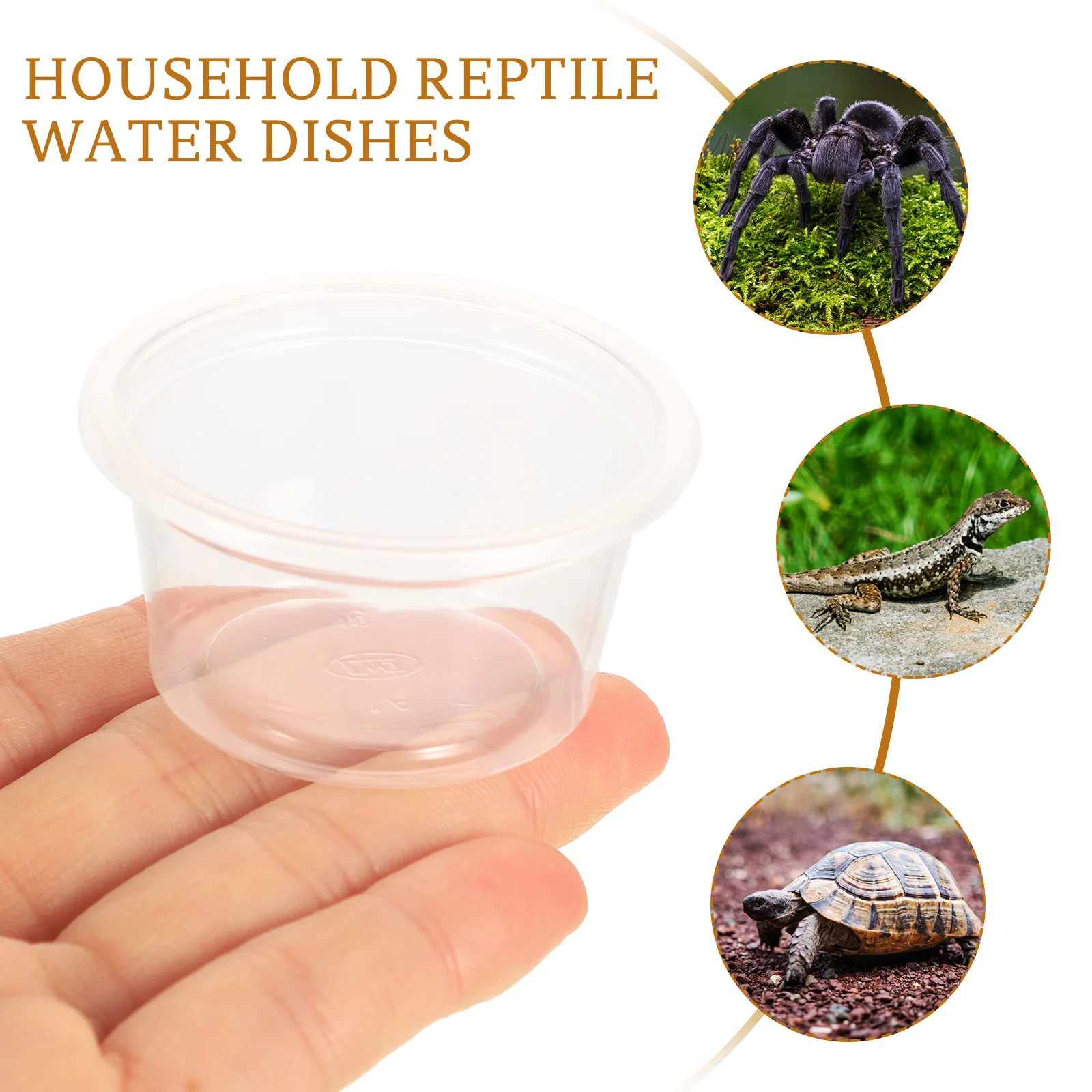 20 Pcs Reptile Water Box Leopard Gecko Daily Use Food Cup Small Bowl Convenient Dish Petri