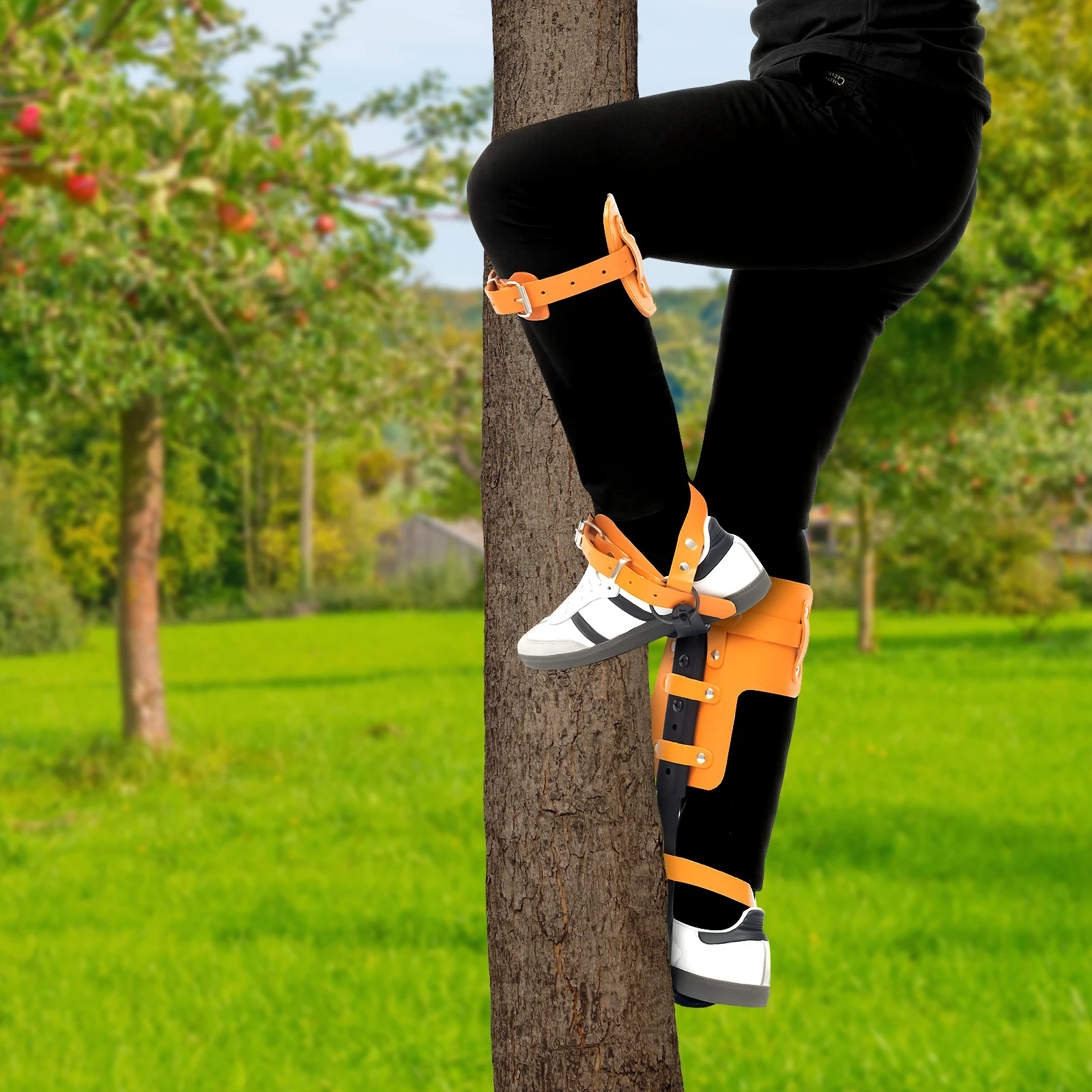 

Многофункциональные шипы для лазания по деревьям с регулируемым стальным ремнем, снаряжение для альпинизма, выживания и сбора фруктов