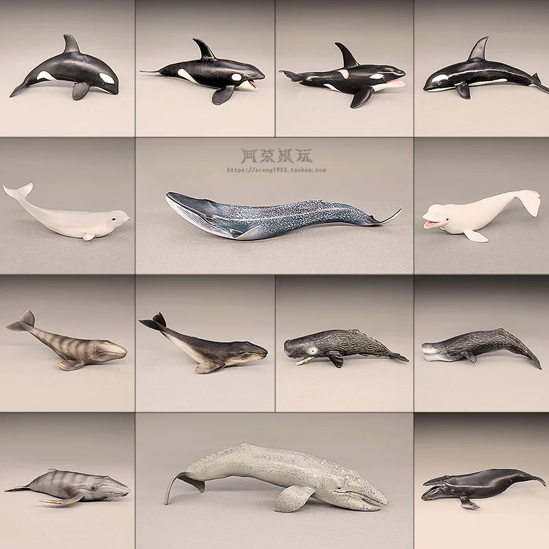 محاكاة المعرفية نماذج شخصيات الحيوانات البحرية الحوت الأزرق الحوت الأبيض الحوت الأحدب الحوت مصغرة زخرفة الملحقات #1