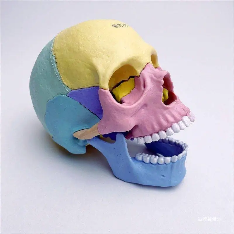 Ciencia y descarga médica multipartes 1:2 Color humano cráneo modelo cráneo enseñanza Dental médica