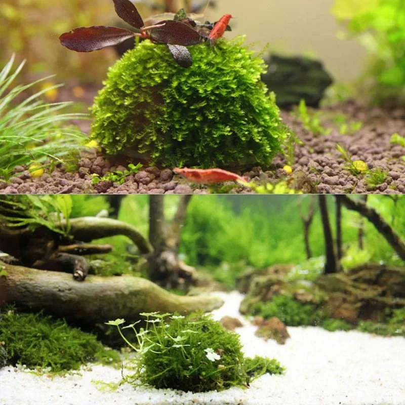 Aquarium Decoration Plants Bio Moss Ball Holder for Aquarium Crystal Red Shrimp House Fish Tank Decor Filter Accessories