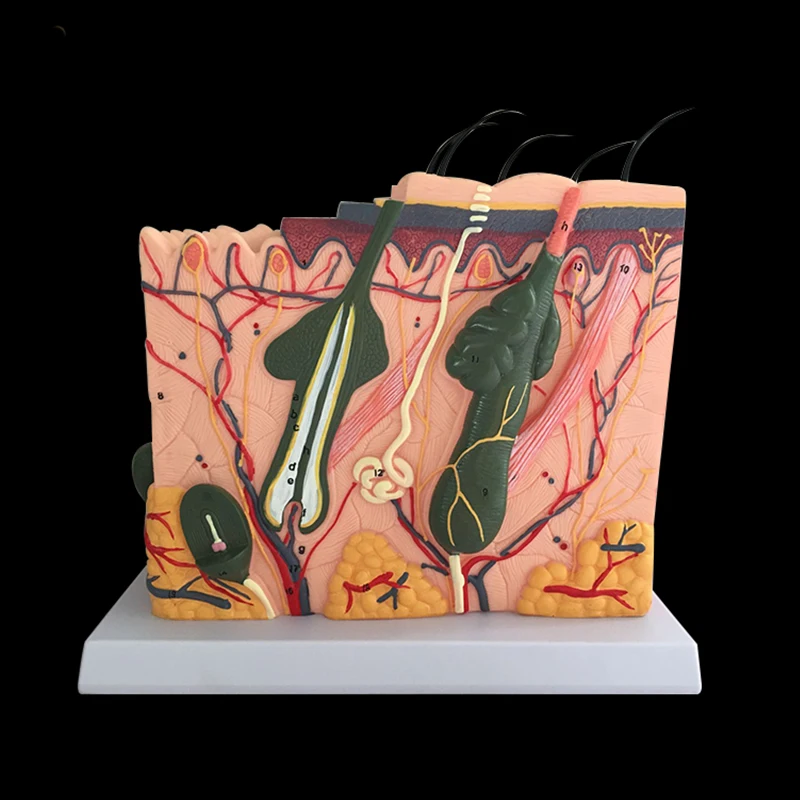 Human Skin and Hair Structure Enlarge Model Skin Layer Structure Model skin structure anatomy cosmetic training AIDS