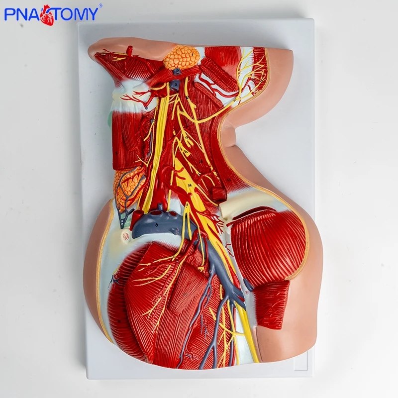 1:1 Head and Neck Muscle Vascular Nerve Anatomical Model Shoulder Pectoral Muscle Deep Muscle Teaching Model Deltoid Muscle