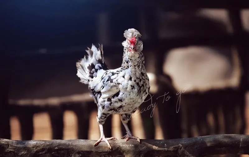 

Gemfan Hurricane 3016 3x1.6x3 3-Blade Propeller 2Pairs, High Efficiency & Lightweight for Long Range Toothpick Drones