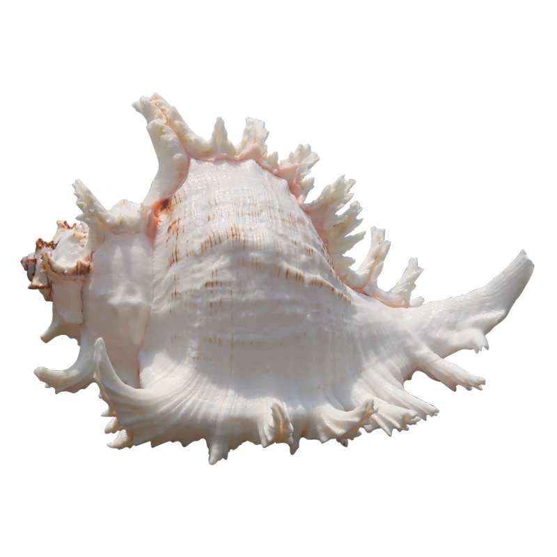 

Natural conch shell white snail ornaments fish tank aquarium decoration