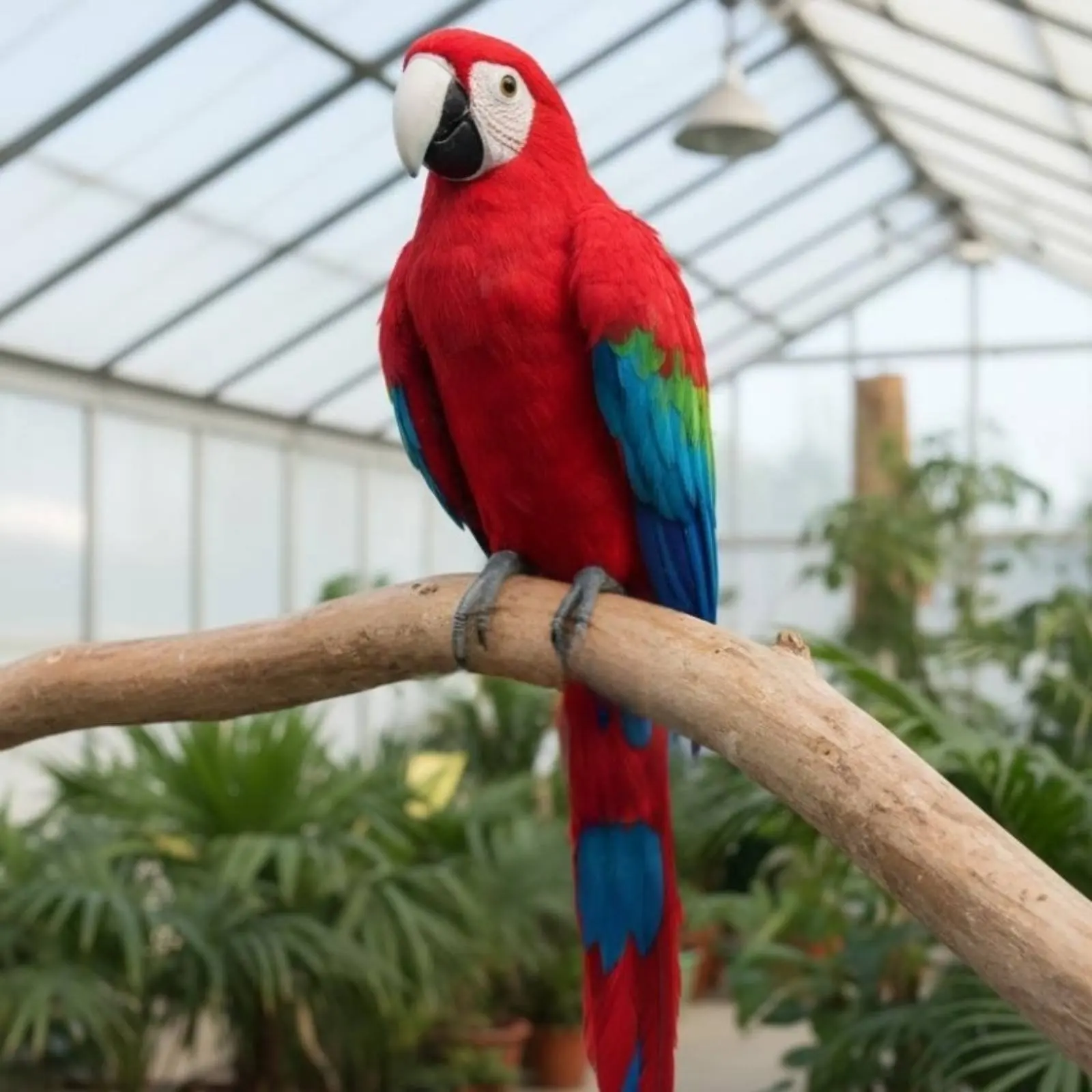 

Simulation Parrot Realistic Design Feathered Parrot Model Avian Figurine Handmade House Decoration for Garden, Patio