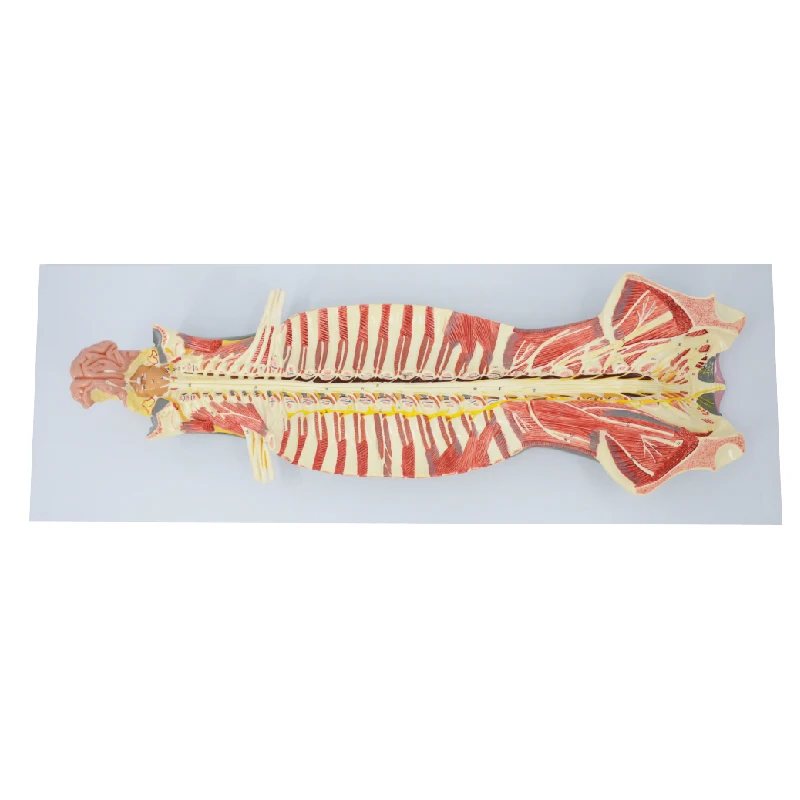 

Spinal Cord in the Spinal Canal Model Brain Nerves Cerebral Nerves Anatomical Model Educational Equipment Medical Sciences