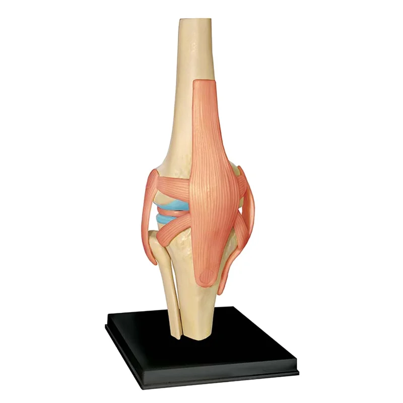 AF91- Torso Human Body Model Education Knee Joint Organs Model For Student Teaching Study Assembling Model