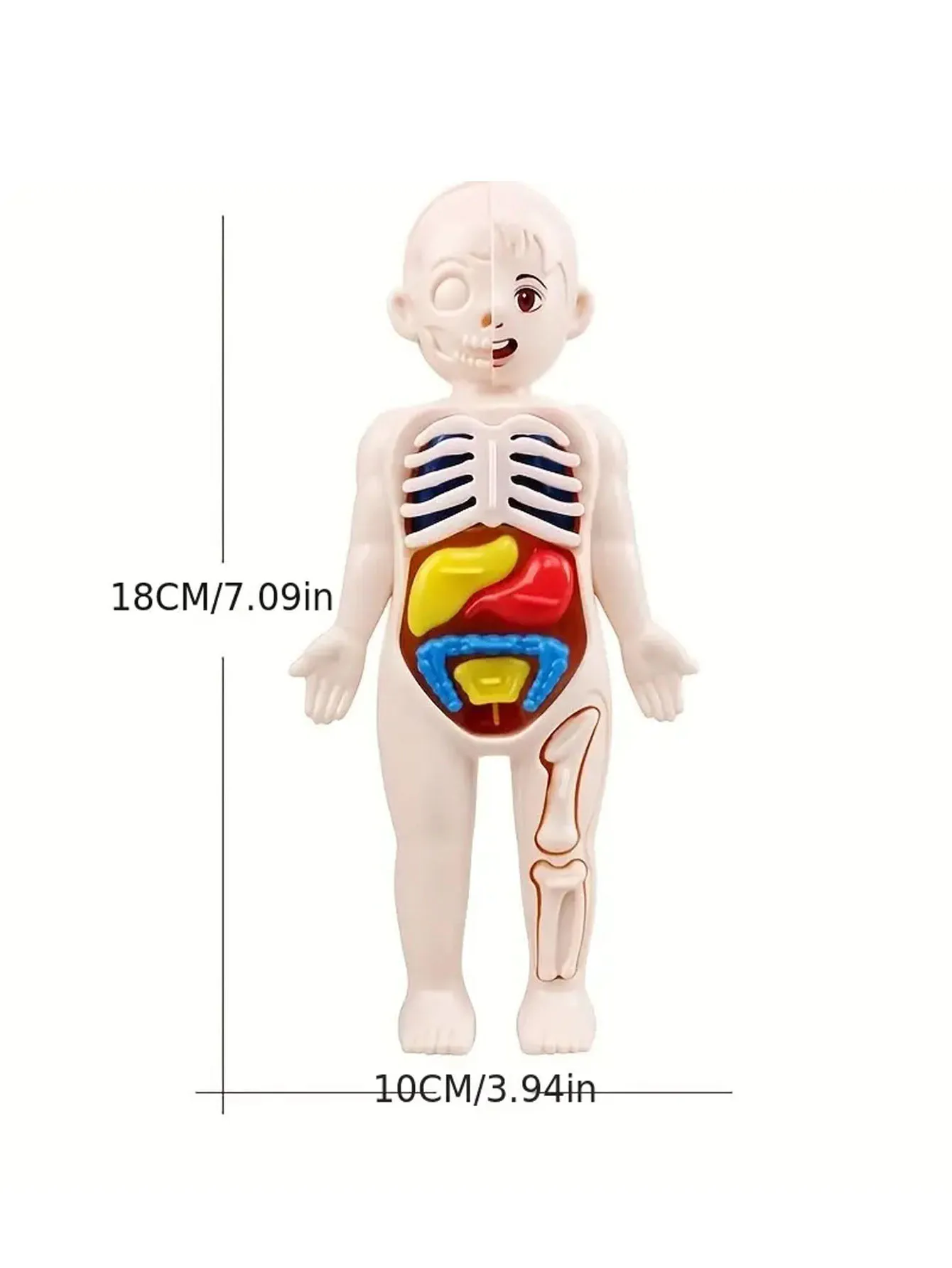 Zestaw 14 szt. Układanki dla dzieci model anatomii człowieka edukacji, nauka zabawki konstrukcyjne narządowych, narządów ciała dzieci uczących — zdjęcie 3