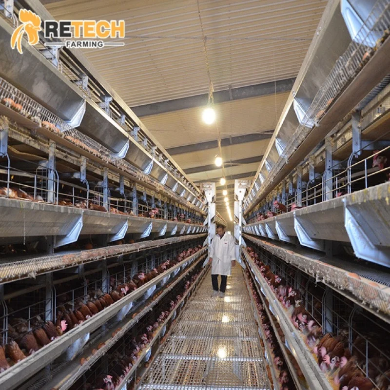H Type Automatic Chicken Equipment System Laying Poultry Farming