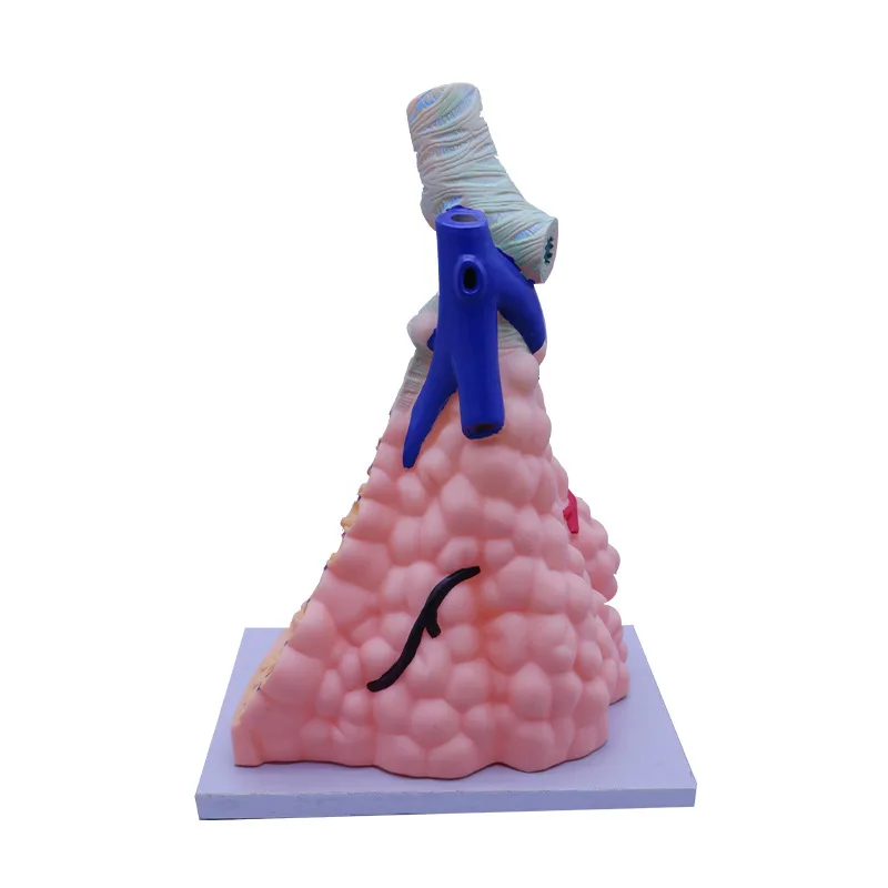 Enlarged human alveolar model, lung Anatomical Medical Model Pulmonary Anatomy Model Respiratory System Model Teaching Supplies